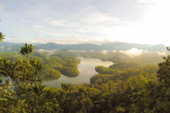 Ariel View of Rain Forest 1
